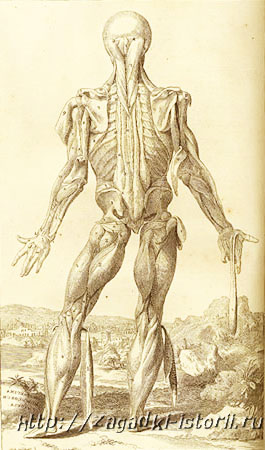 Рисунок Андрея Везалия для своего анатомического атласа