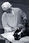Владимир Демихов - эксперимент по пришиванию головы собаки