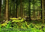 Завораживающий лес