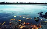 Озеро Белое море в Дзержинске. Как сохранить жизнь на Земле?