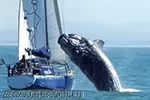 Морские агрессоры. Нападение кита
